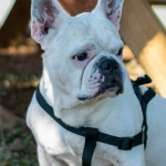 Программы лояльности казино без депозита с добросердечным подходом