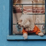 The Dog House Megaways - человечный взгляд на популярную игру