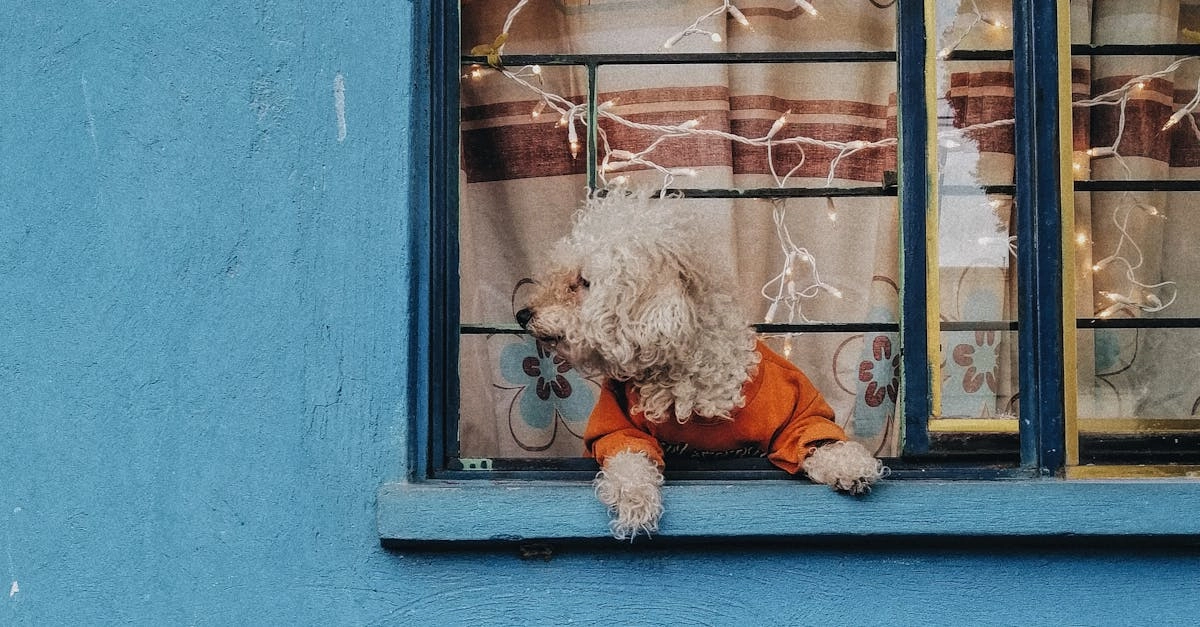 The Dog House Megaways - человечный взгляд на популярную игру